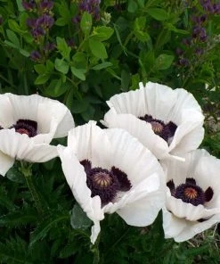 Royal Wedding Oriental Poppy 6 Royal Wedding Oriental Poppy -Outdoor Garden Care Shop poppy royal wedding and baptisia twilight ablanton