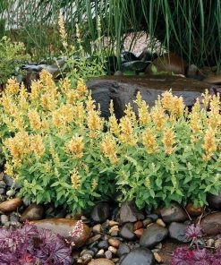 Poquito™ Butter Yellow Agastache