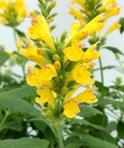 Poquito™ Butter Yellow Agastache -Outdoor Garden Care Shop poquito butter yellow agastache 4