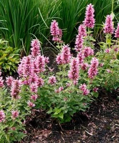 Poquito™ Lavender Agastache