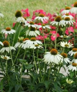 PowWow® White Echinacea -Outdoor Garden Care Shop pow wow white echinacea