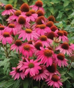 PowWow® Wild Berry Echinacea -Outdoor Garden Care Shop powwow berry purple coneflower