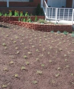 Prestige™ Buffalo Grass Plugs -Outdoor Garden Care Shop prestige just planted plugs close 1