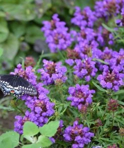 Serene Shade Pre-Planned Garden