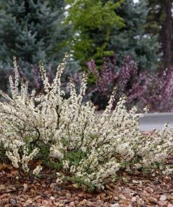 Pawnee Buttes® Sand Cherry (Prunus)