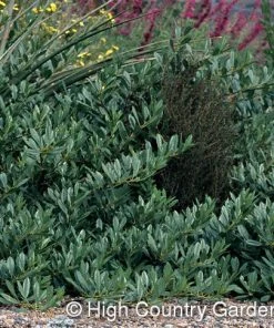 Pawnee Buttes® Sand Cherry (Prunus) -Outdoor Garden Care Shop prunus besseyi pawnee buttes4 1