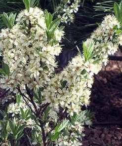Pawnee Buttes® Sand Cherry (Prunus) -Outdoor Garden Care Shop prunus besseyi pawnee buttes 2
