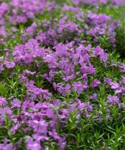 Purple Beauty Creeping Phlox -Outdoor Garden Care Shop purple beauty creeping phlox groundcover 1