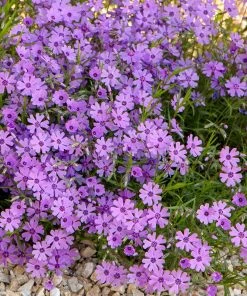 Purple Beauty Creeping Phlox -Outdoor Garden Care Shop purple beauty creeping phlox rock garden