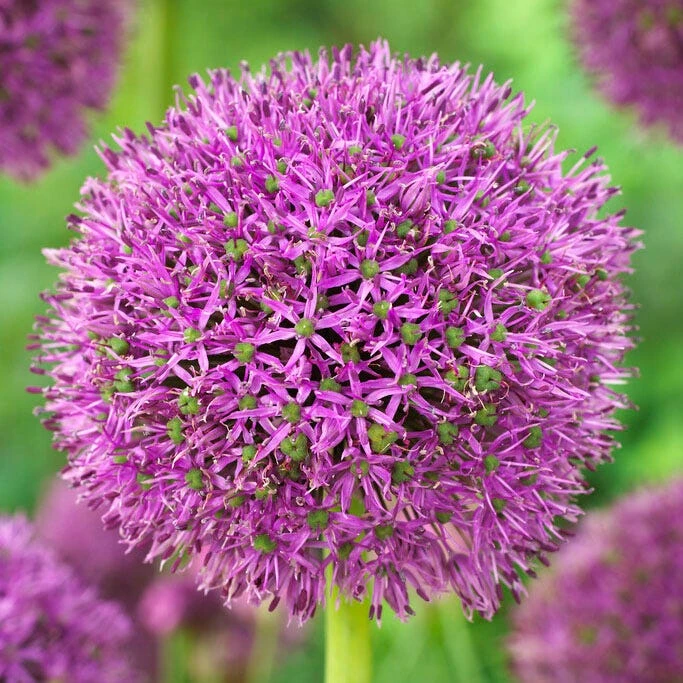 Purple Suze Allium 1 Purple Suze Allium