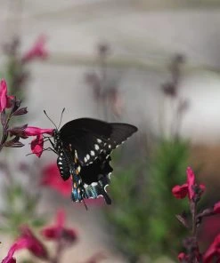 Raspberry Delight® Salvia -Outdoor Garden Care Shop rasberry delight hybrid bush sage pollinator
