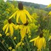 Gray Headed Prairie Coneflower