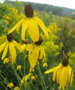 Gray Headed Prairie Coneflower