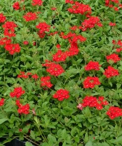 Red Devil Perennial Verbena -Outdoor Garden Care Shop red devils perennials verbena 2