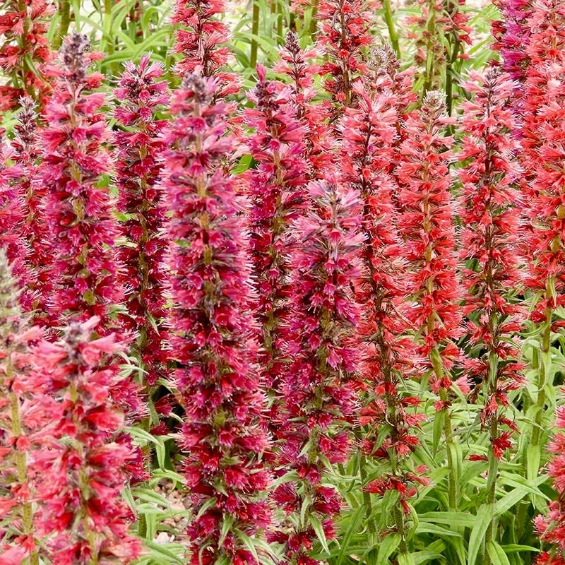 Red Feathers (Echium) 3 Red Feathers (Echium) - Image 3