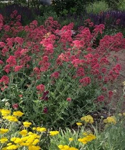 Red Valerian (Centranthus) -Outdoor Garden Care Shop red valerian 1