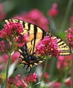 Red Valerian (Centranthus) -Outdoor Garden Care Shop red valerian 2
