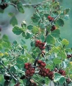 Three-Leaf Sumac (Rhus) -Outdoor Garden Care Shop rhus trilobata 1 1