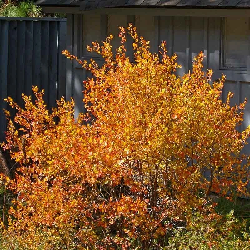 Three-Leaf Sumac (Rhus)