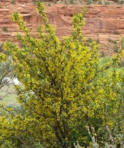 Crandall's Clove Scented Currant (Ribes) -Outdoor Garden Care Shop ribes odoratum crandall mature