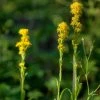 Rocky Mountain Goldenrod (Solidago)