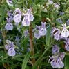 Alcalde Cold Hardy Rosemary