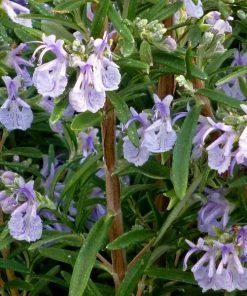 Alcalde Cold Hardy Rosemary