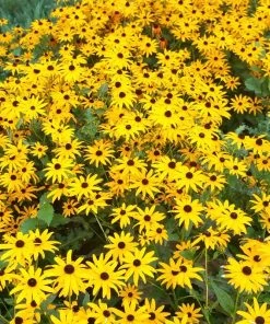Goldsturm Black Eyed Susan