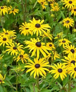 Butterfly Paradise Pre-Planned Cottage Garden -Outdoor Garden Care Shop rudbeckia fulgida goldsturm yellow blooms