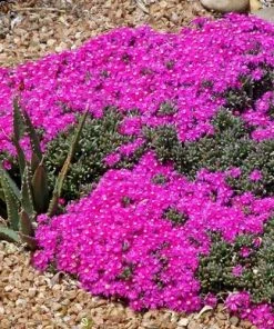Creeping Shrubby Ice Plant (Ruschia) -Outdoor Garden Care Shop ruschia pulvinaris 83750