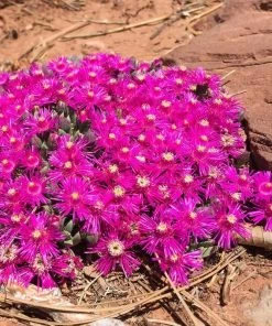 Creeping Shrubby Ice Plant (Ruschia)