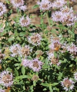 Russian River Coyote Mint (Monardella) -Outdoor Garden Care Shop russian river coyote mint pollinator