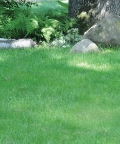 No Mow Lawn Grass Seed