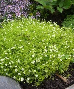 Scotch Moss (Sagina) -Outdoor Garden Care Shop sagina subulata aurea 2