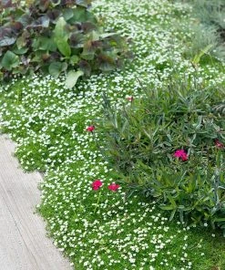 Green Irish Moss (Sagina) -Outdoor Garden Care Shop sagina subulata irish moss 2