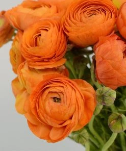 Salmon Ranunculus