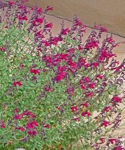 Burgundy Seduction Salvia 7 Burgundy Seduction Salvia -Outdoor Garden Care Shop salvia burgundy seduction