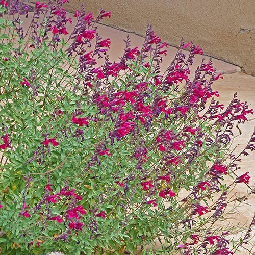 Burgundy Seduction Salvia 4 Burgundy Seduction Salvia - Image 4