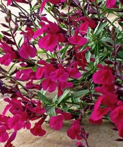 Burgundy Seduction Salvia 6 Burgundy Seduction Salvia -Outdoor Garden Care Shop salvia burgundy seduction1