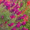 Cold Hardy Rainbow Salvia Collection