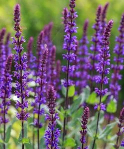 Caradonna Salvia -Outdoor Garden Care Shop salvia caradonna sage