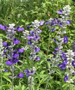 Texas Violet Salvia -Outdoor Garden Care Shop salvia farinacea texas violet close up