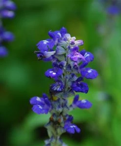 Texas Violet Salvia -Outdoor Garden Care Shop salvia farinacea texas violet mealy sage