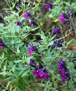 FlowerKisser® Dark Shadows Salvia -Outdoor Garden Care Shop salvia flowerkisser dark shadows sage close up