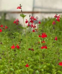 Furman's Red Texas Salvia -Outdoor Garden Care Shop salvia furmans red garden flower