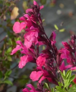 Cold Hardy Rainbow Salvia Collection -Outdoor Garden Care Shop salvia greggii cold hardy pink