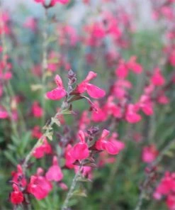Cold Hardy Rainbow Salvia Collection -Outdoor Garden Care Shop salvia greggii flowerkisser coral pink sage6