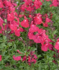 FlowerKisser® Coral-Pink Salvia -Outdoor Garden Care Shop salvia greggii wwg3flowerkisser coral pink sage