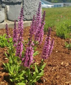 Lyrical™ Rose Salvia -Outdoor Garden Care Shop salvia lyrical rose office garden