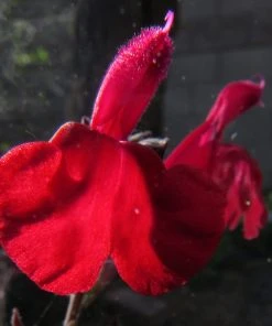 Cold Hardy Rainbow Salvia Collection -Outdoor Garden Care Shop salvia maraschino